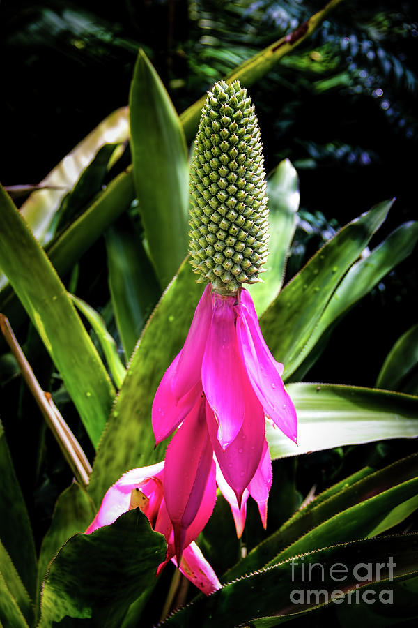 Cone Flower Photograph by Jon Burch Photography