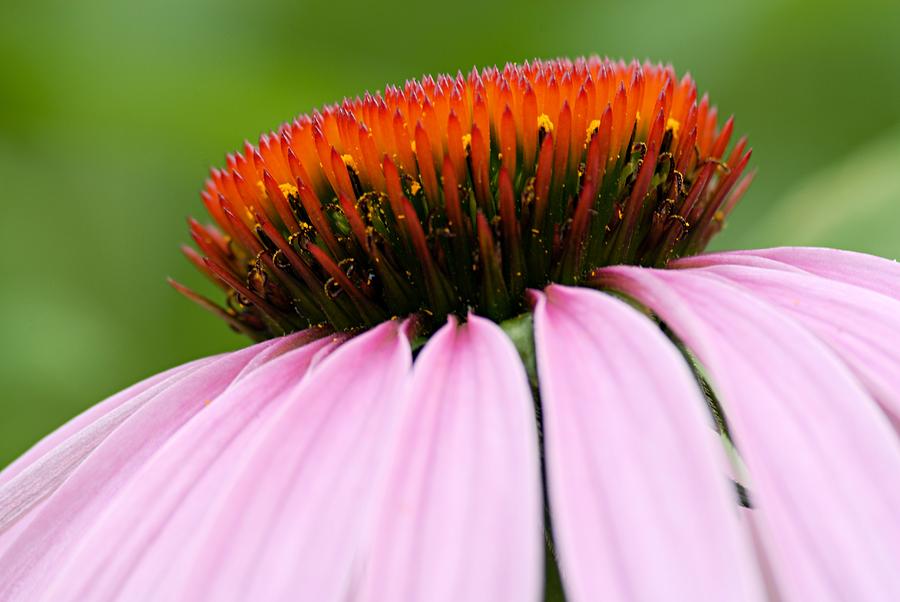 Nature Photograph - Cone Flower by Larry Ricker