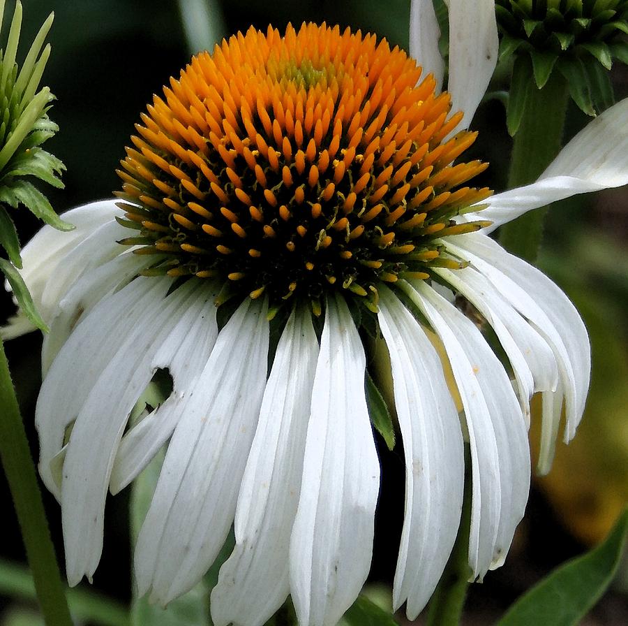 Cone Flower Photograph by Laurie Pace