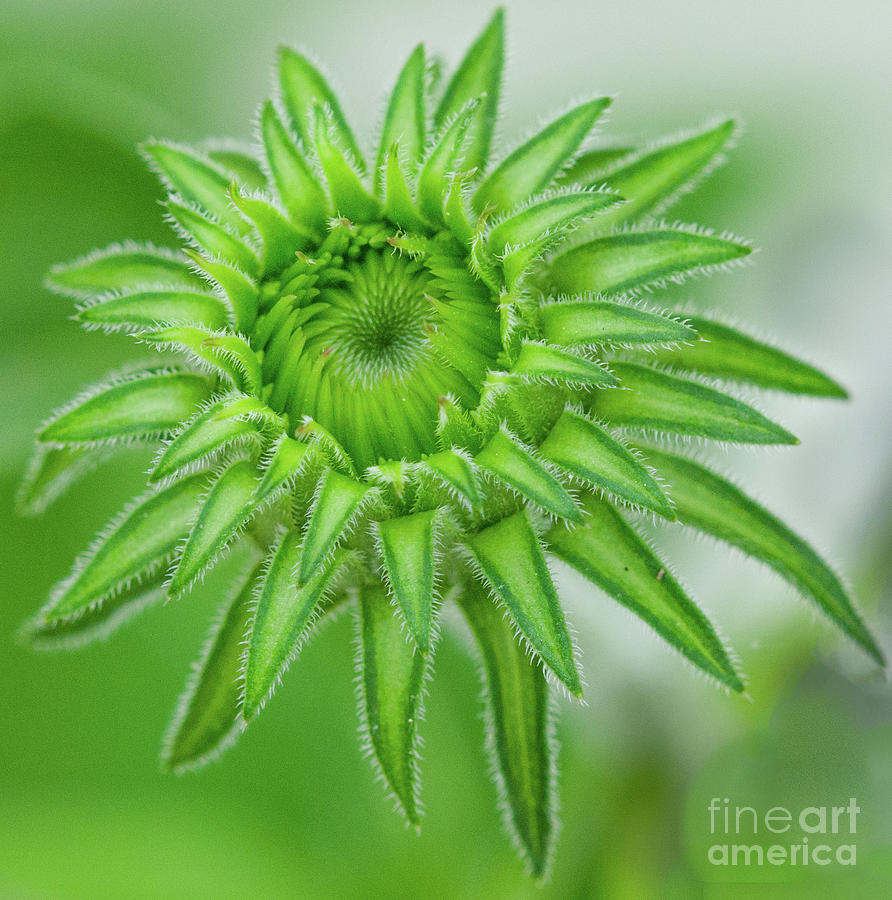 Cone Flower Macro Photograph by Dale Powell