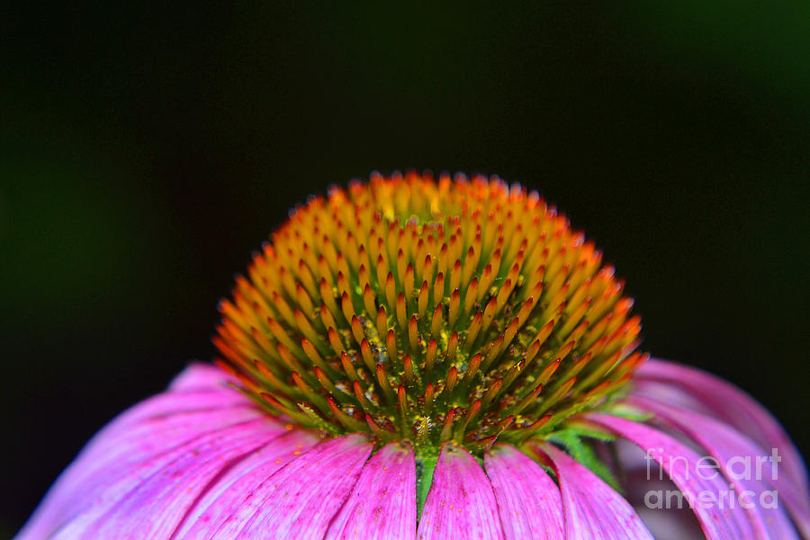 Cone Flower Profile Photograph by Amy Lucid