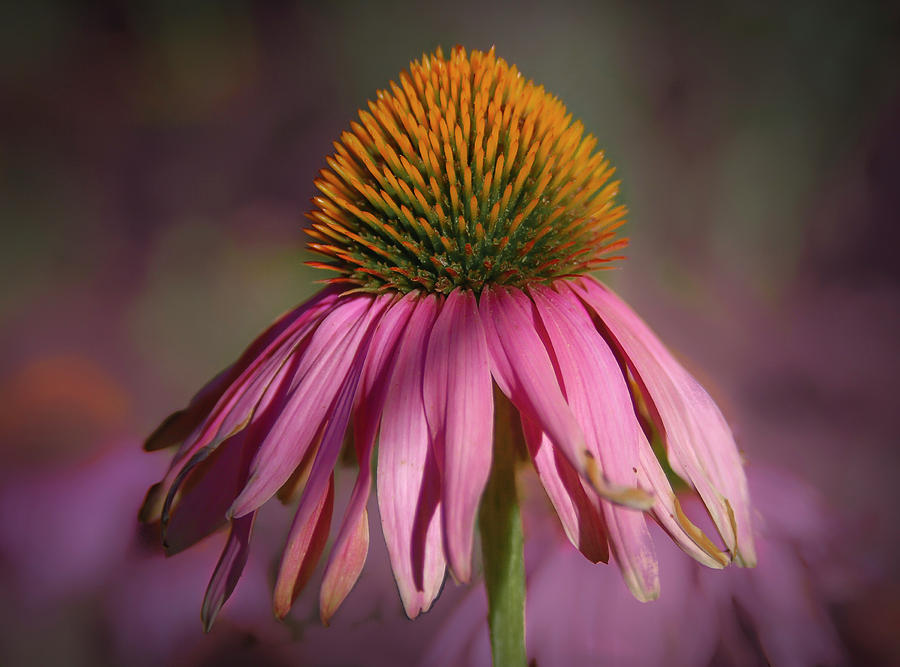 Cone Flower Photograph by Rick Mosher
