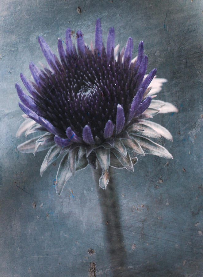 Nature Photograph - Cone Flower by Sheryl Bergman