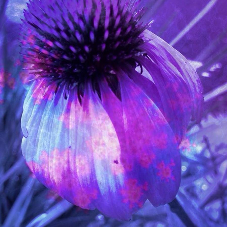 Flowerpower Photograph - cone Flower Splash Created With by Lisa Pearlman