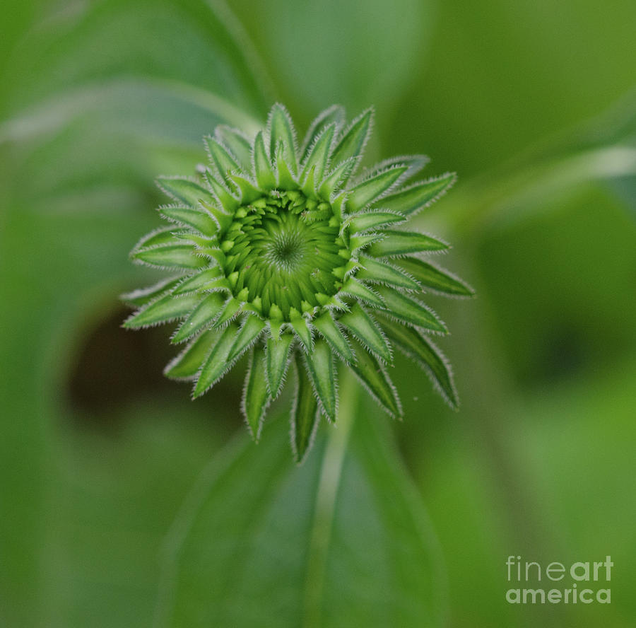 Cone Flower Spring Blooming Process Photograph