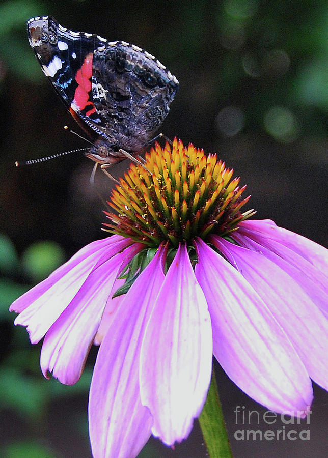 Coneflower Visitor Photograph by Ron Long