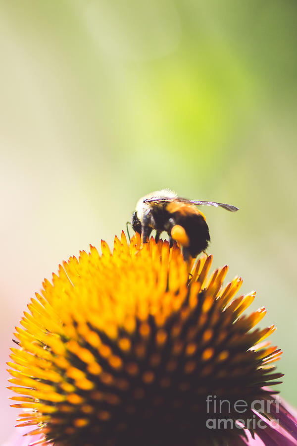 Cone Flower With Bee Digital Art By Kelle Hines Pixels