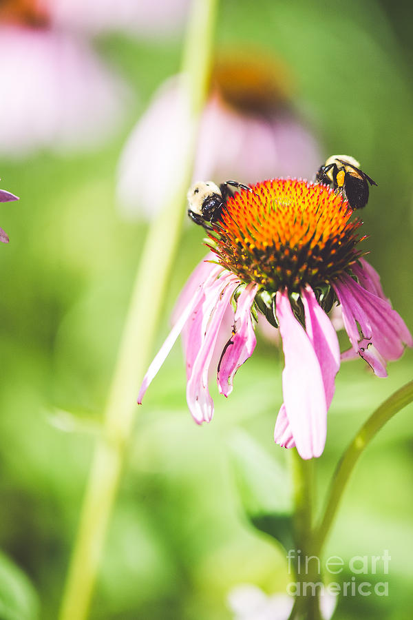 Cone Flower With Bees Digital Art By Kelle Hines Fine Art America