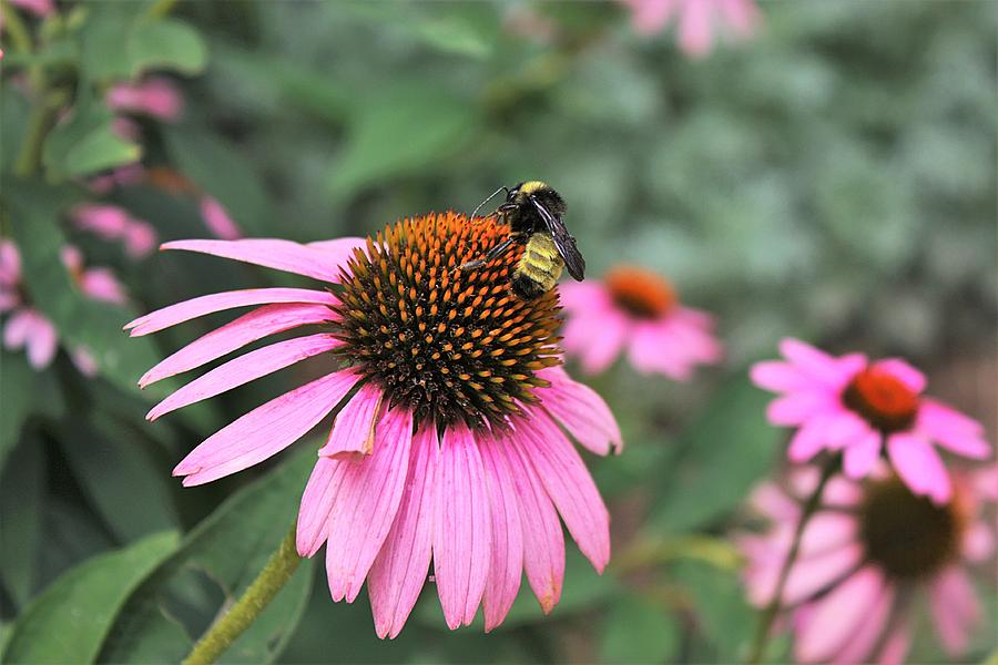 Coneflowers and Bee Photograph by Sheila Brown