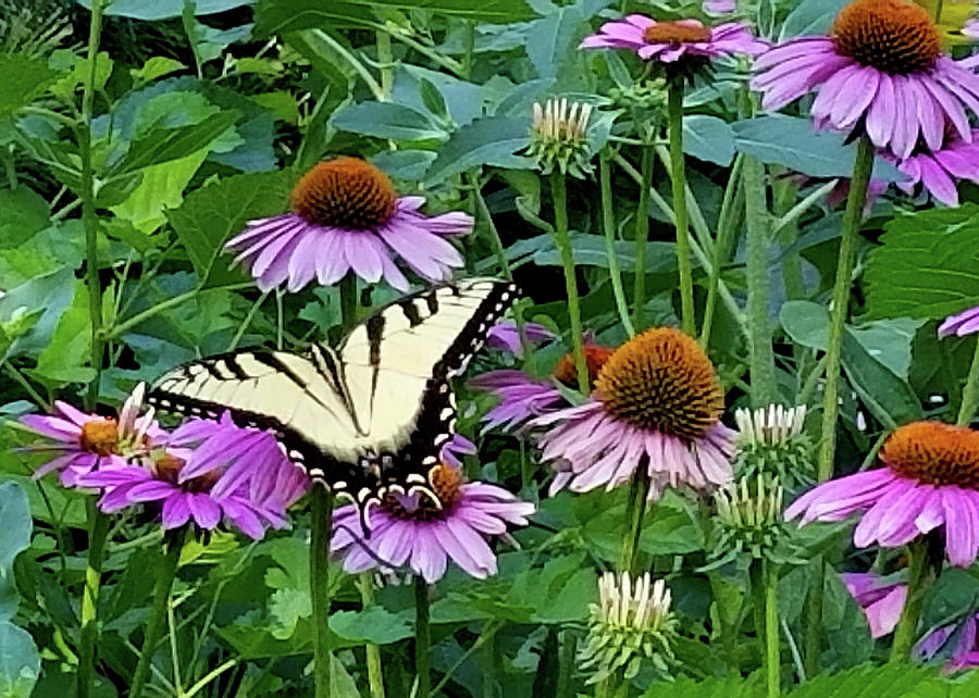 Cone Flowers and Butterfly Photograph by Sylvia Thornton