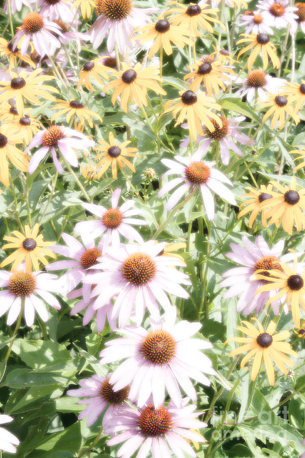 Cone Flowers -high key Photograph by James Baron
