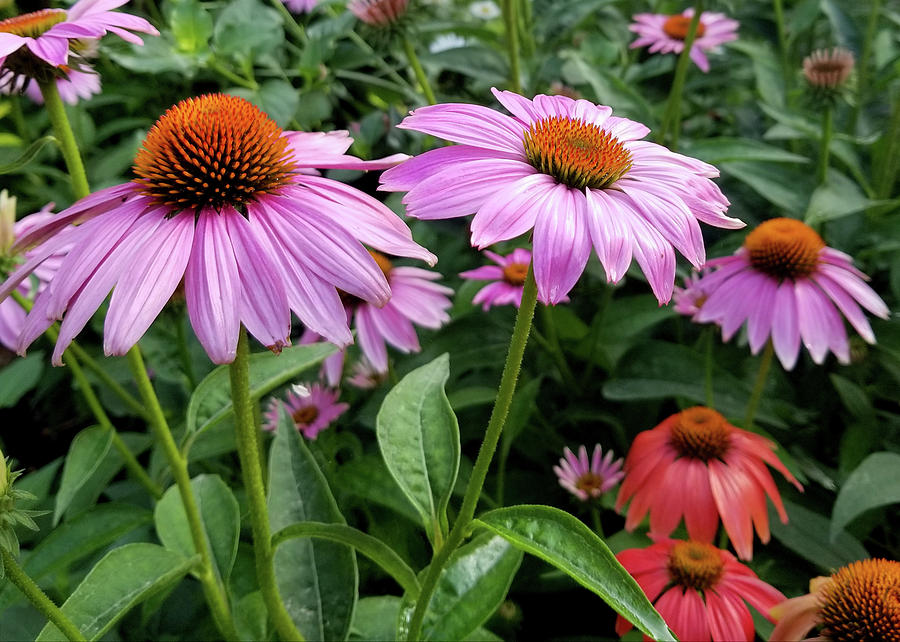 Cone Flowers I Photograph by Sylvia Thornton