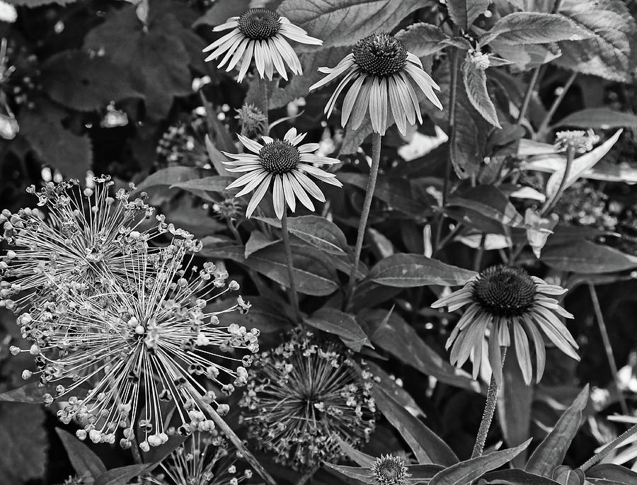 Cone Flowers in Dow Gardens 2 BW Photograph by Mary Bedy