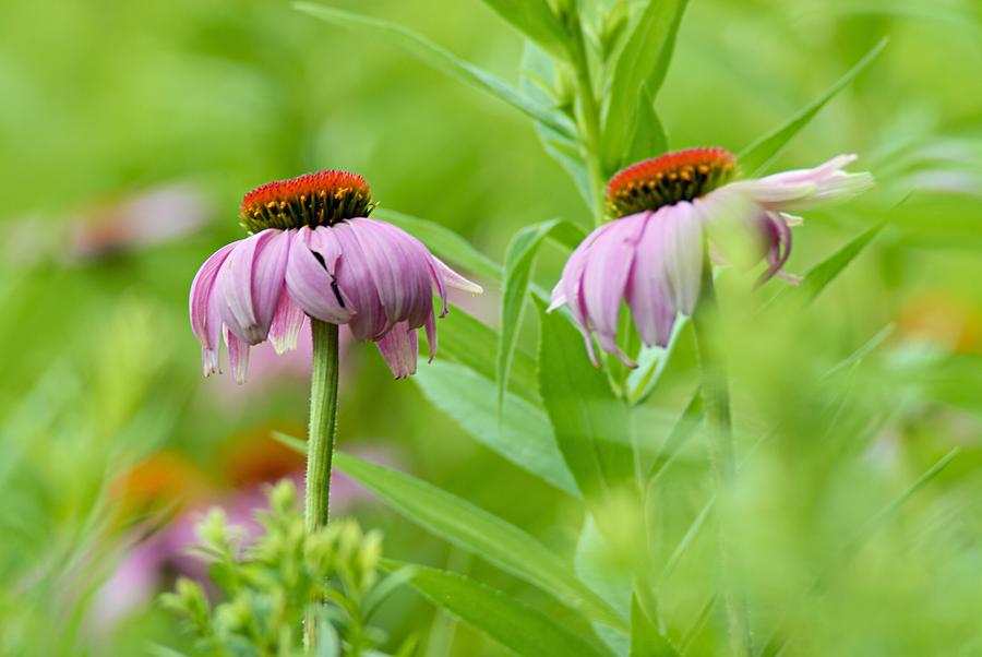 Cone Flowers in Hiding Photograph by Larry Ricker