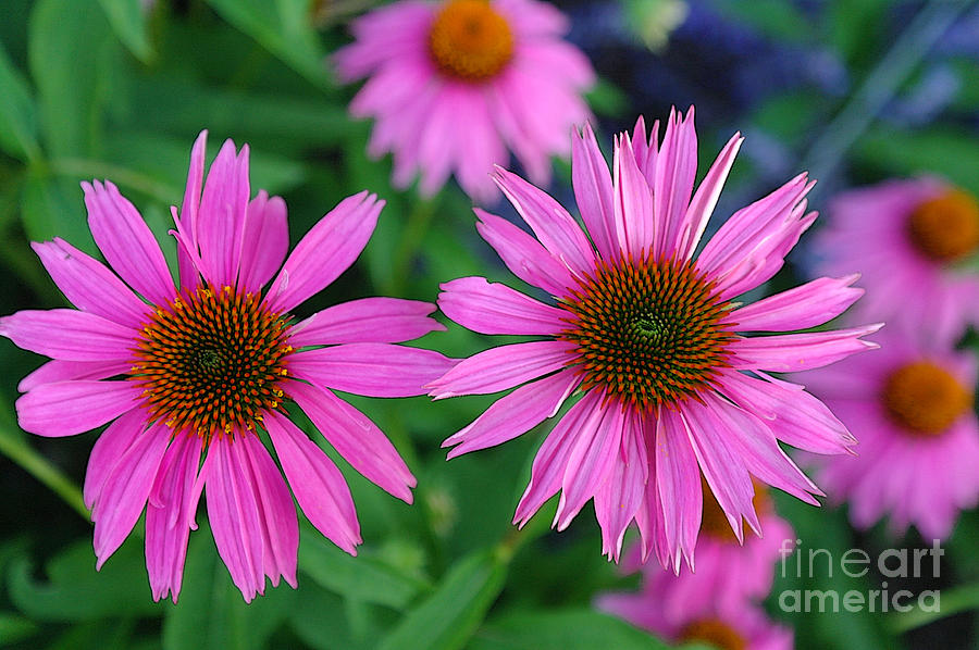 Cone Flowers in Spring Photograph by David Bearden