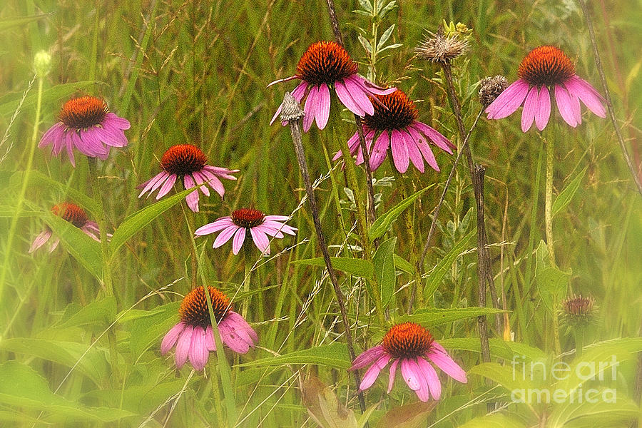 Flower Photograph - Cone Flowers in the Meadow by Neil Doren
