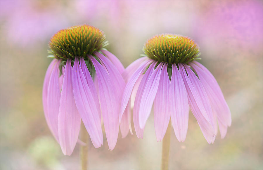 Flower Photograph - Cone Flowers by Jeff Klingler