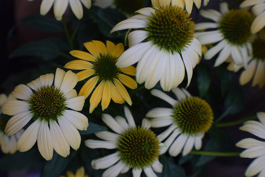 Cone Flowers Photograph by Jimmy Chuck Smith