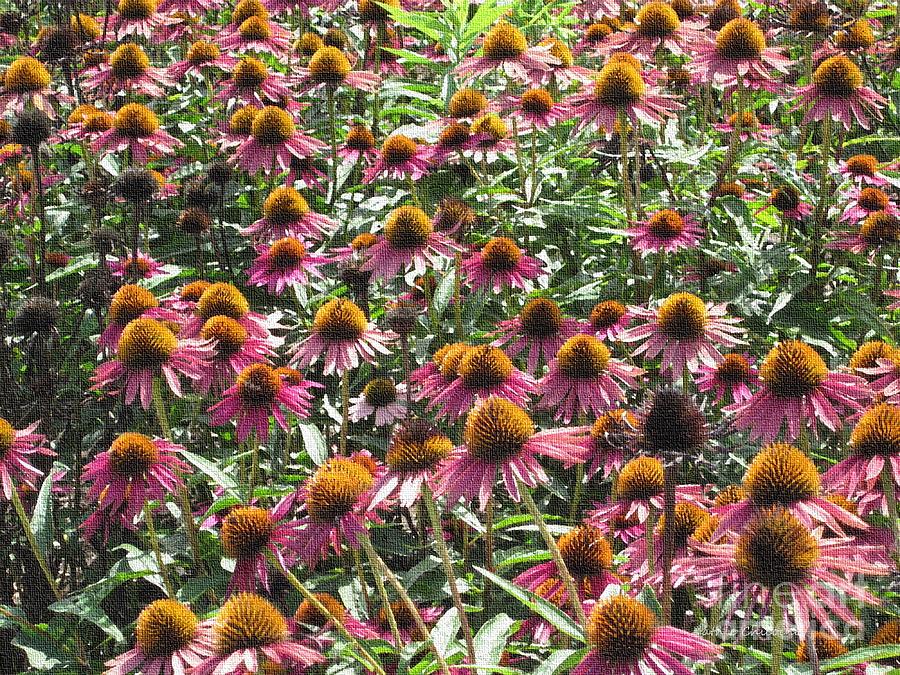Cone Flowers Photograph by Kathie Chicoine