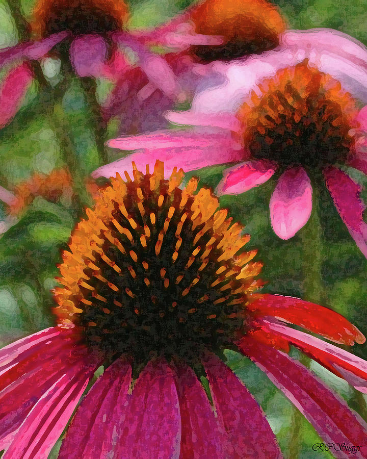 Cone Flowers Photograph by Robert Suggs