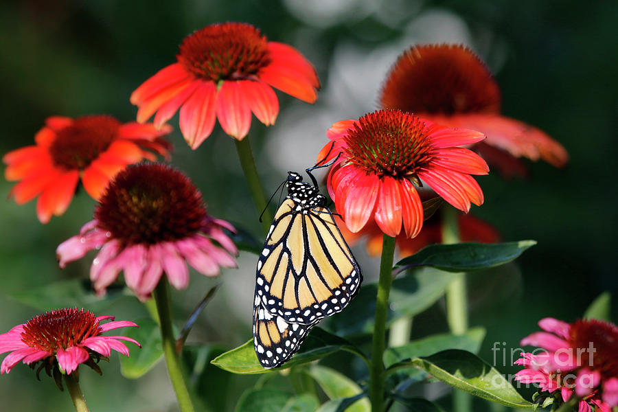 Cone Flowers with Monarch Butterfly Photo Photograph by Luana K Perez