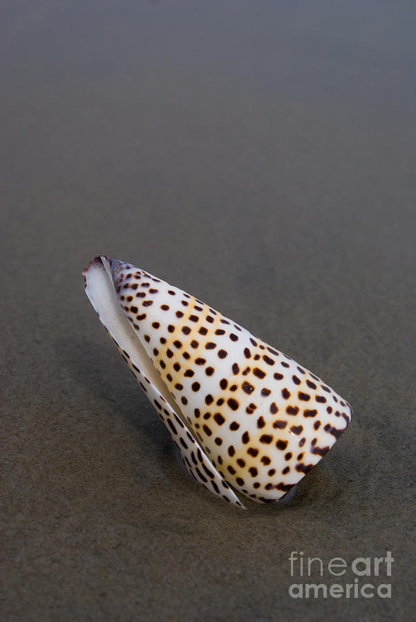 Cone seashell on the beach Photograph by Anthony Totah