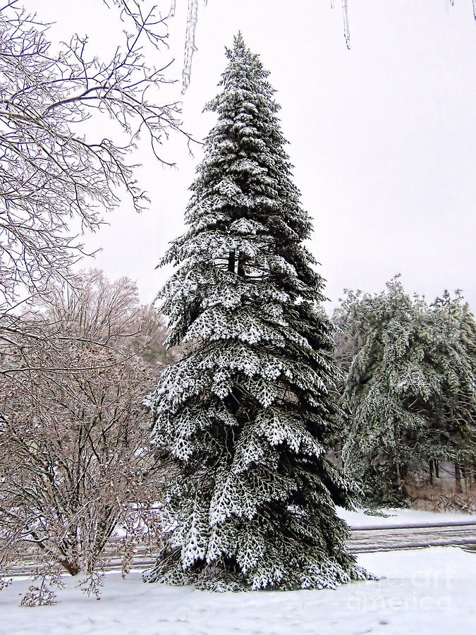 Cone Shaped Evergreen Photograph by Janice Drew