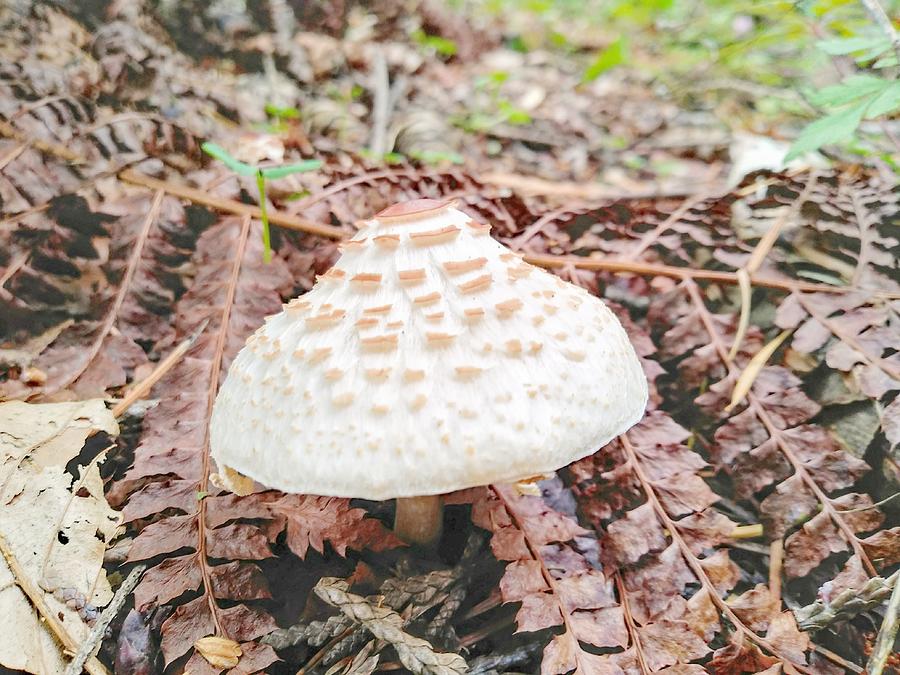 Mushroom Photograph - Cone Shaped Mushroom by Darrell MacIver