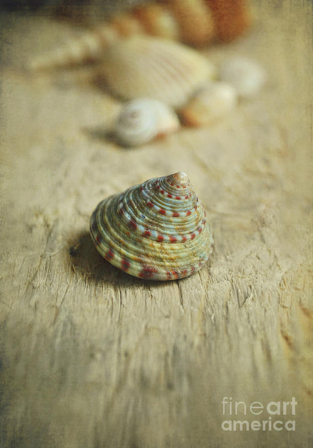 Shell Photograph - Cone Shell by Lyn Randle