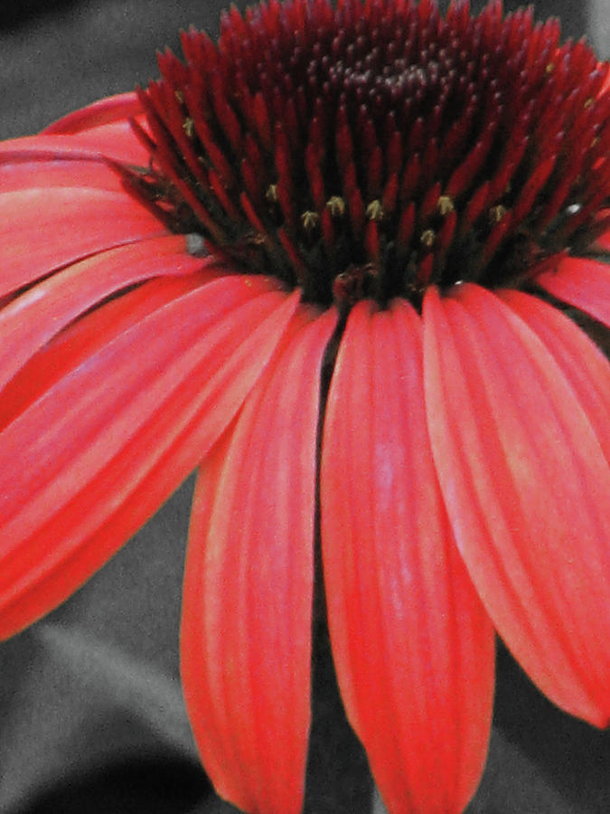 Coneflower 01 - Red Photograph by Pamela Critchlow