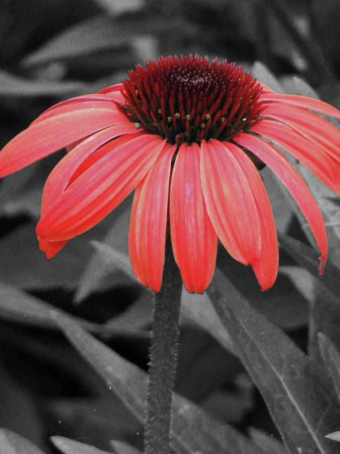 Coneflower 02 - Red Photograph by Pamela Critchlow