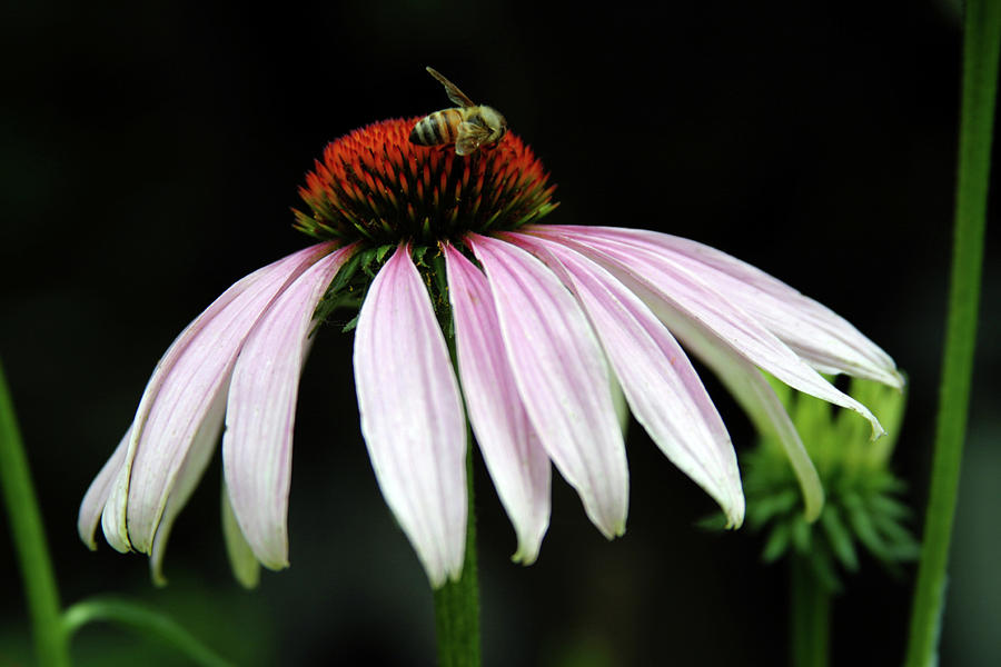 Coneflower and Bee 1222 H_2 Photograph by Steven Ward