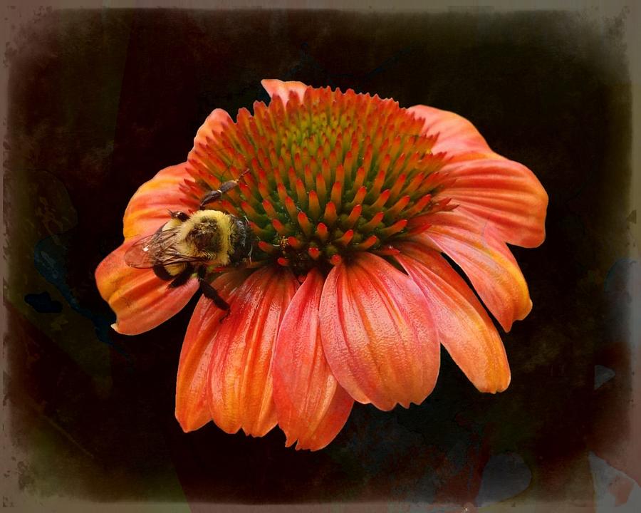 Coneflower and Bee Photograph by Joe Duket
