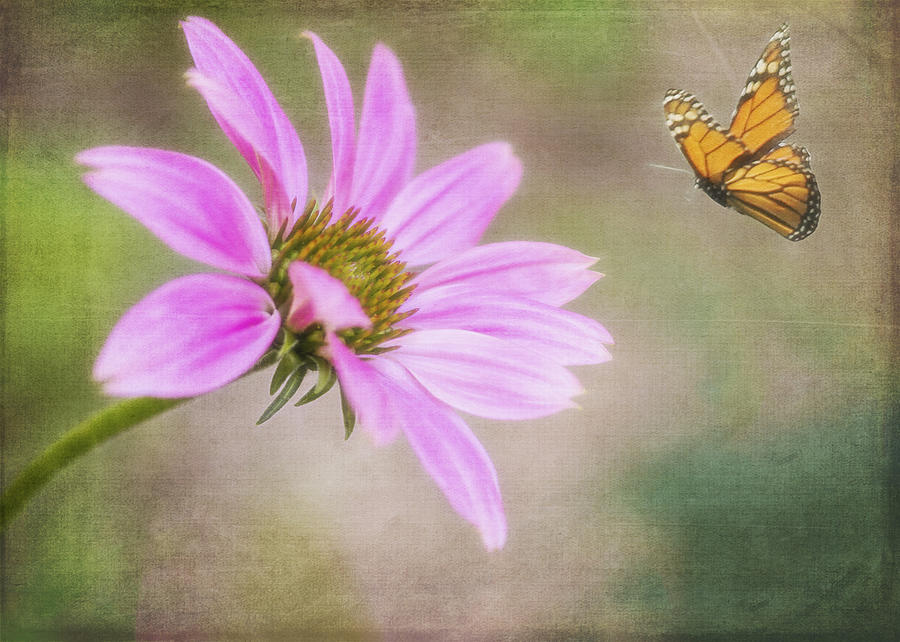 Coneflower and Butterfly Photograph by Cathy Kovarik