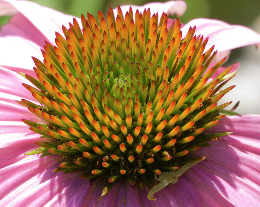 Coneflower and Visitor Photograph by Alan Raasch