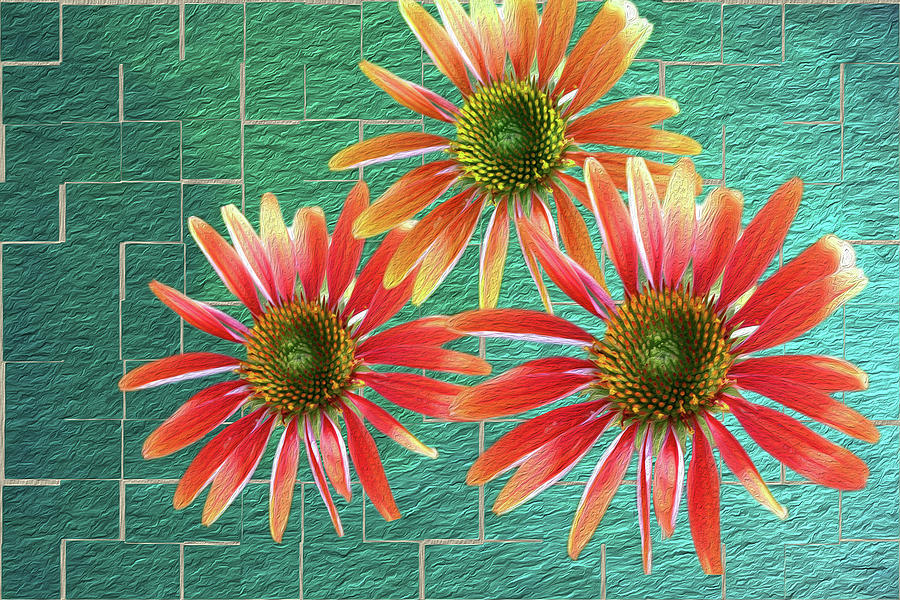 Coneflower Collage Photograph by Vanessa Thomas