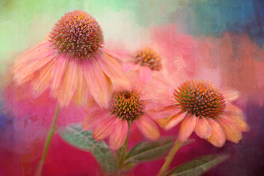 Flower Photograph - Coneflower Confection by Lynn Bauer