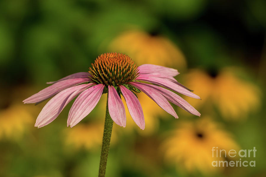 Coneflower Photograph by Craig Shaknis