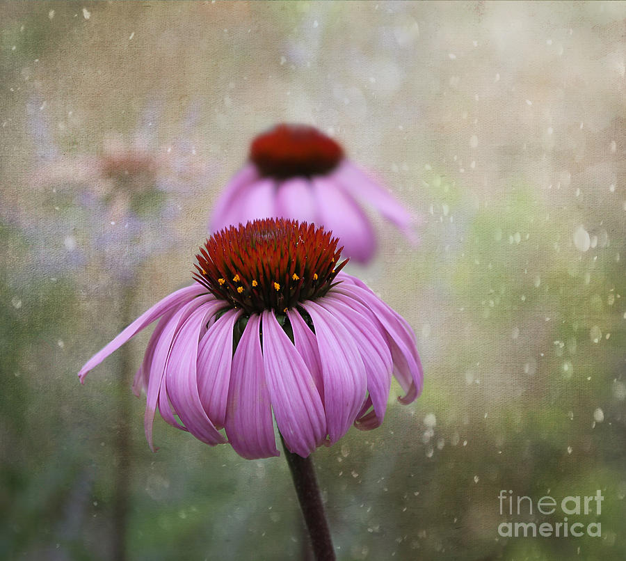 Flower Photograph - Coneflower Dream by Nina Silver