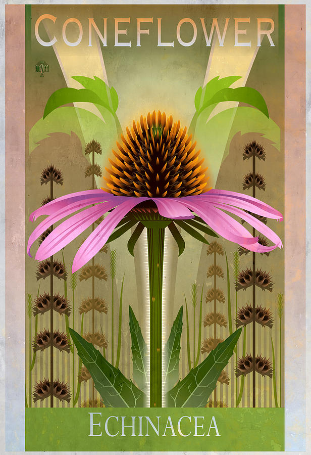Coneflower Echinacea Floral Poster Painting by Garth Glazier