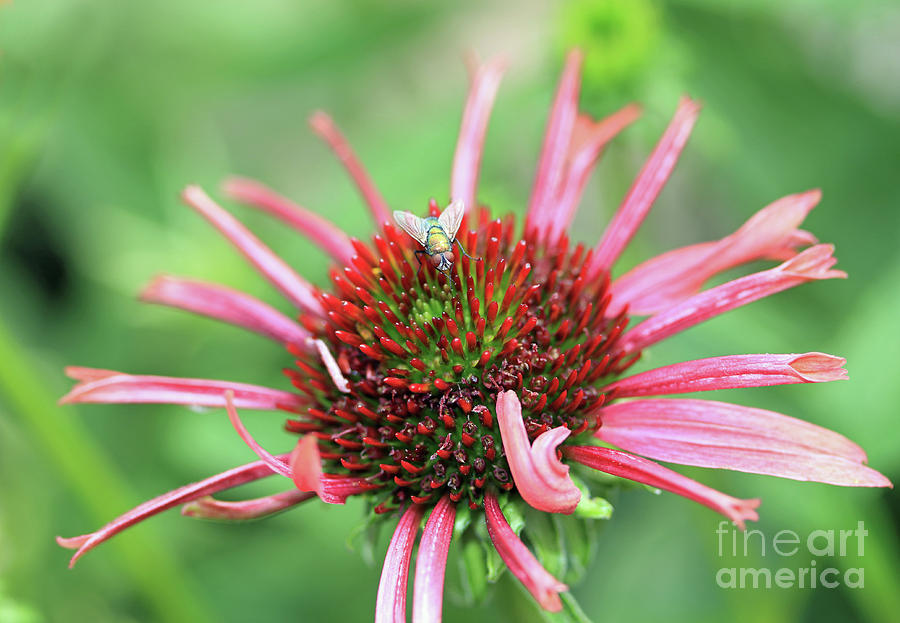 Coneflower Fly Photograph by Mary Haber