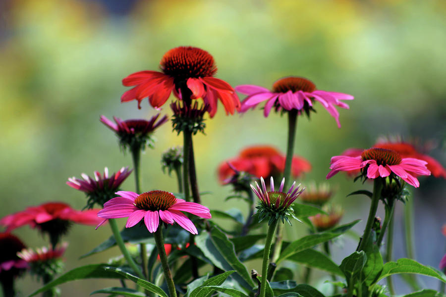 Coneflower Garden 3950 H_2 Photograph by Steven Ward