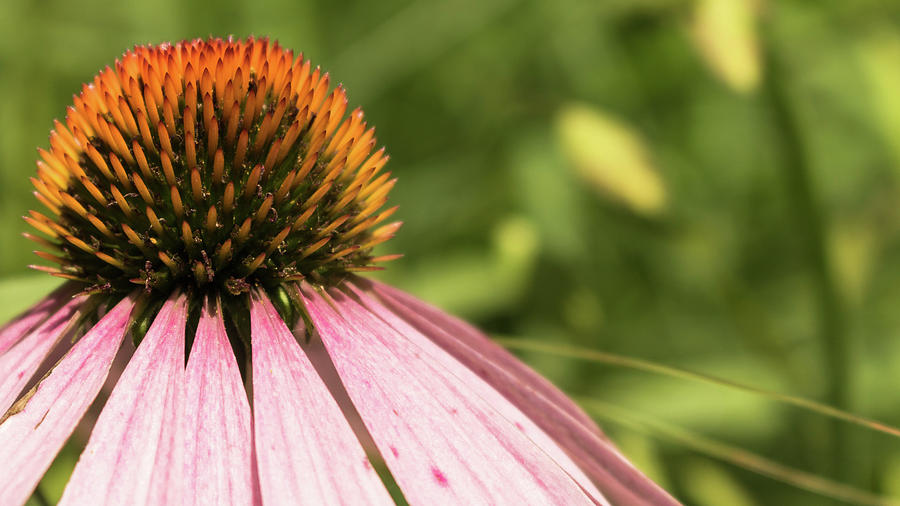 Coneflower Photograph by Holly Ross