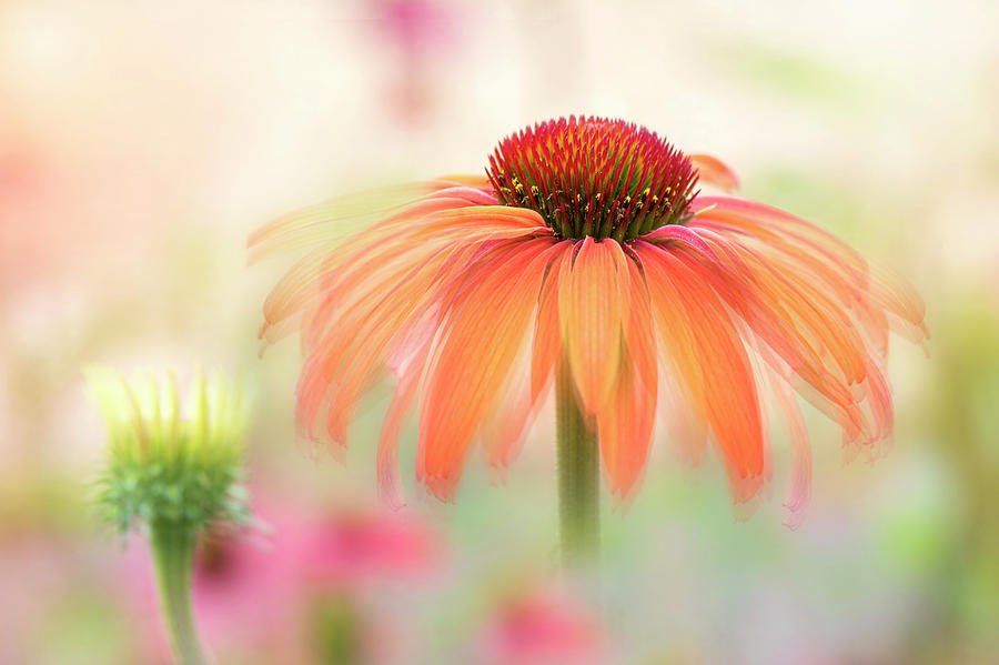 Flowers Still Life Photograph - Coneflower Hot Summer by Jacky Parker