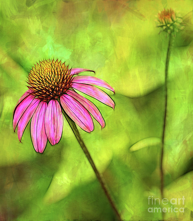 Coneflower Impression Photograph by Judi Bagwell