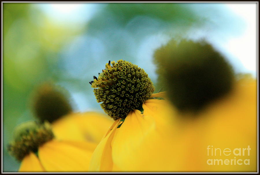 Flower Photograph - Coneflower Impressions.. by Jolanta Anna Karolska