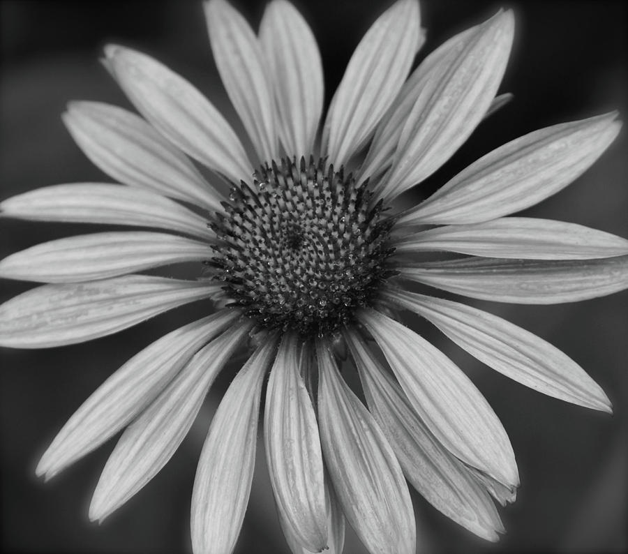 Coneflower in Black and White Photograph by Melissa Lane - Fine Art America