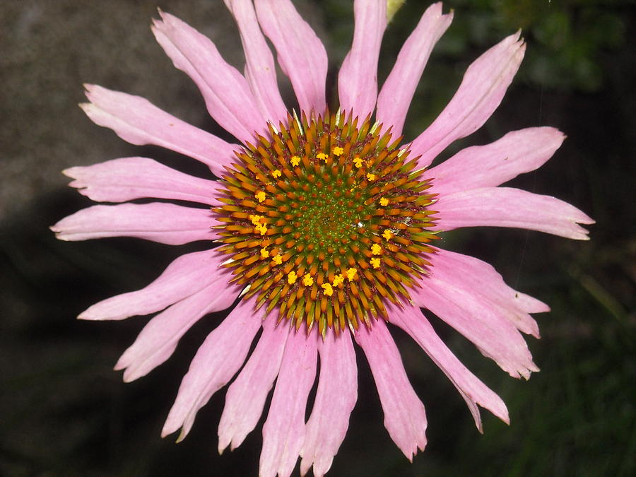 Coneflower Photograph - Coneflower In The Pink by Ward Smith