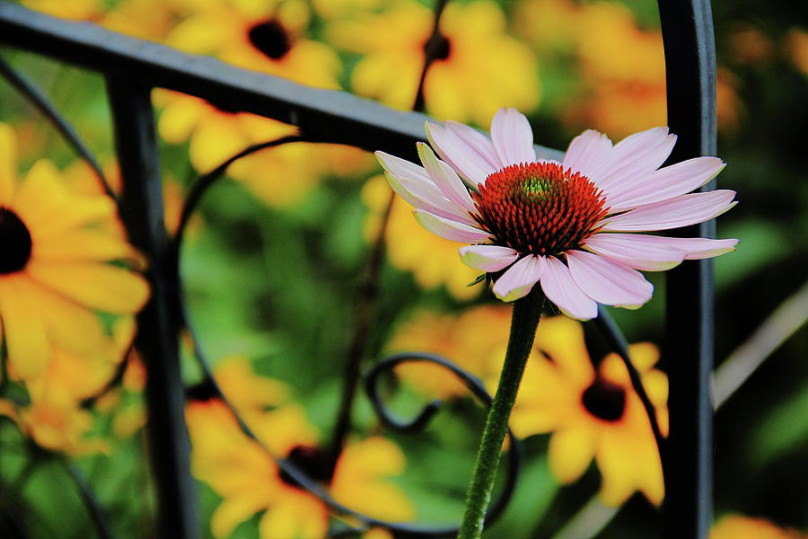 Coneflower Moment for Pondering Photograph by Allen Nice-Webb