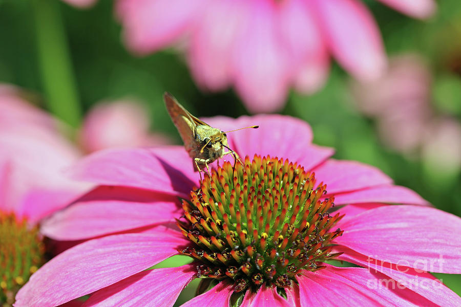 Coneflower Moth I Photograph by Mary Haber